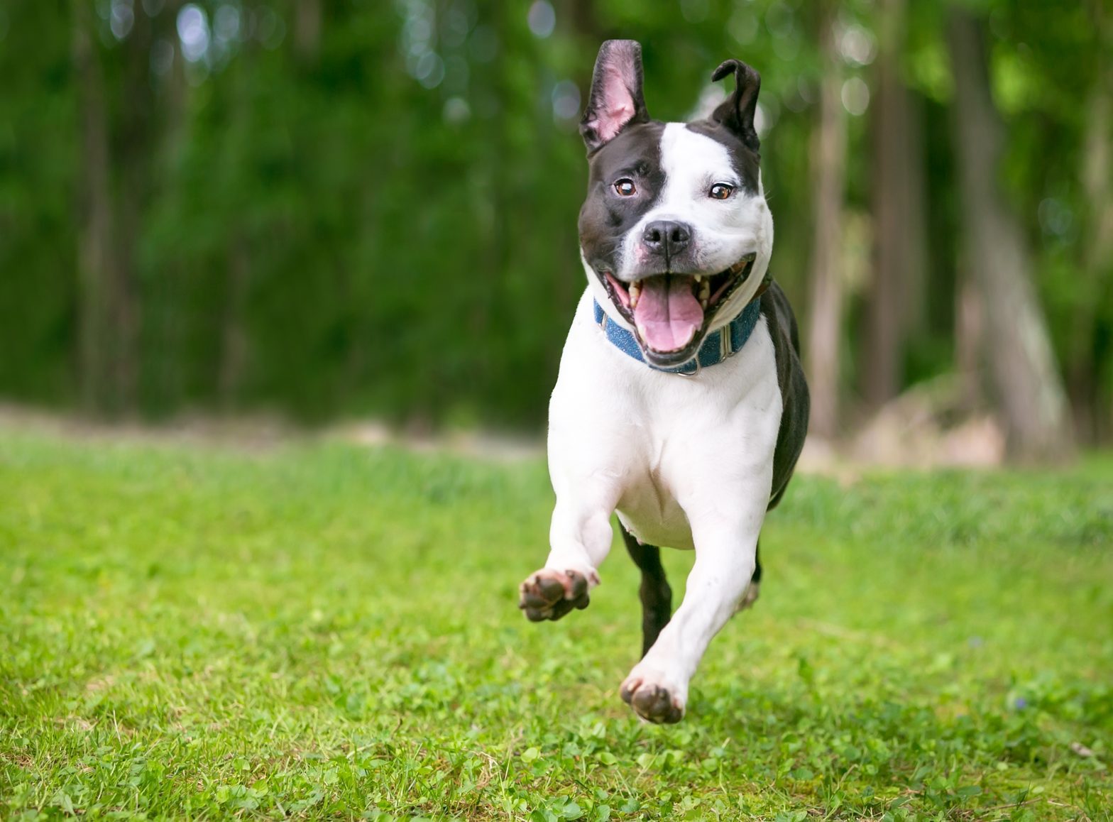 A dog running off leash outside, if attacked by a dog look for a good Dog Bite Injury Attorney Norfolk.